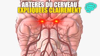 🔴 Neuroanatomie Artères du Cerveau Expliquées Très Clairement par Dr Astuce [upl. by Nilpik]