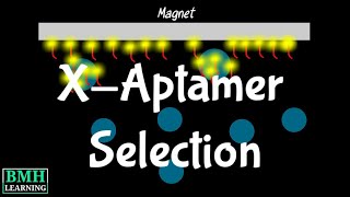 XAptamer Selection Process  Bead Based Selection Of XAptamers  SELEX Selection Alternative [upl. by Lelia]