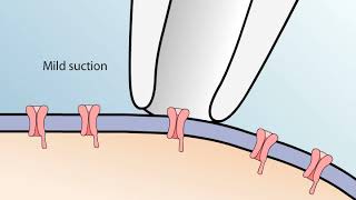 The Patch Clamp Method [upl. by Ylla]