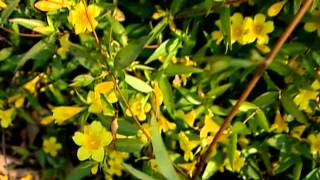 Carolina Jessamine [upl. by Greenleaf]