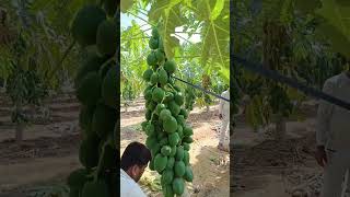 पपीते का पौधा लगाने का जबरदस्त तरीका Papaya farming papitakikheti पपीताकीखेती AgritechGuruji [upl. by Ynehteb]