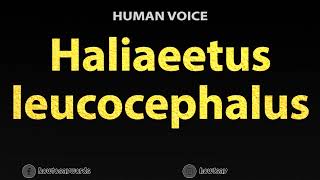 How to Pronounce Haliaeetus leucocephalus [upl. by Concepcion]