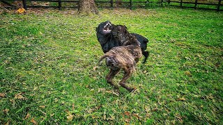 2 Huge Cane Corso get into a fight [upl. by Winther863]