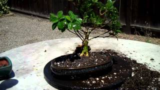 Creating a Dwarf Gardenia Bonsai Part 3 Potting  Sealing cutsmp4 [upl. by Ravens]