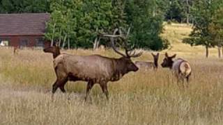 Huge Monster Elk Evergreen Colorado Rut Mating Season [upl. by Aisile]