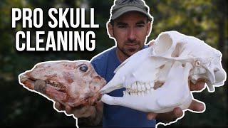 Skull Cleaning Using Maceration [upl. by Anaahs]