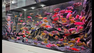 Feeding Time for 100 Male African Cichlid  Beautiful African Fish Tank [upl. by Idnew446]