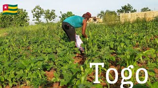 Farming business update Harvesting cowpeas leaves Organic fertilizers application [upl. by Main108]