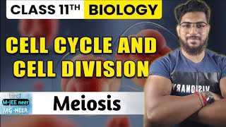 Meiosis The Complicated Cell Division Explained Simply [upl. by Braeunig610]