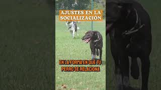 ¿Tu perro llegó a la adolescencia estas son las señales 🔥🥹🐶🐕 perros shorts [upl. by Abas894]