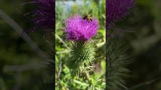 Осот або будяк звичайний Cirsium vulgare у Вроцлаві nature [upl. by Tommi]