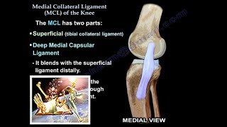 Medial Collateral Ligament Of The Knee  Everything You Need To Know  Dr Nabil Ebraheim [upl. by Crotty]