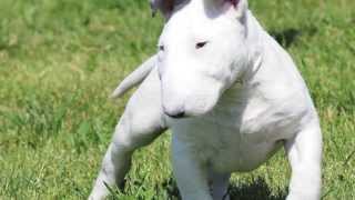 Bull Terrier ASDT KENNEL [upl. by Rizan]