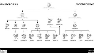 Haematopoiesis part 2 Leukopoiesis amp Thrombopoiesis [upl. by Eak]