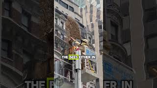 Massive Swarm of Bees Hit Times Square New York 😮🤯🐝 beekeeping nature savethebees honeybee [upl. by Valli437]