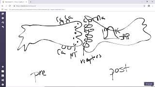 Presynaptic Postsynaptic Neuron [upl. by Marmion]