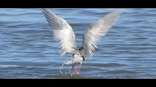 Whiskered Turn Laverton Creek 27th September 2024 [upl. by Aniweta]