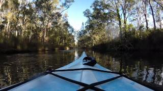 CENTRAL COAST  TUGGERAH LAKE  COLONGRA CREEK  KAYAK  a mirror image morning [upl. by Akehsay]