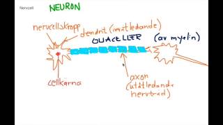 Nervsystemet introduktion [upl. by Felipa437]