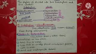 phylum Echinodermata classification  Hindi [upl. by Nnel435]