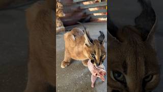 4 months old caracal kitten Roy protects his meal floppa kitten каракал [upl. by Schmitz119]