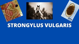 strongylus vulgaris [upl. by Rhona]