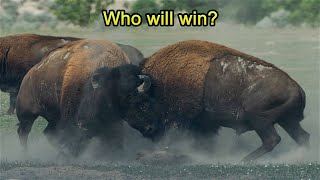 The Year Of Fight Bison Bulls  Best Fight Ever [upl. by Oringas]