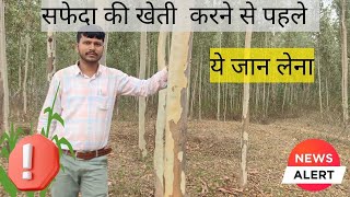 सफेदा की खेती करने से पहले ये जान लेना  Alert in farming  Rich Agri Farmer [upl. by Dorkus355]