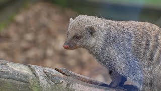 Mongoose  The Story Of An Unlikely Predator Documentary  ​⁠NaturesEye11 shorts [upl. by Sidwohl]