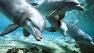 Relax Music  Nature and Dolphins  Natura e Delfini [upl. by Thaddeus108]