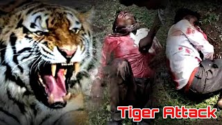 সুন্দরবনে বাঘে মানুষে ভয়াবহ লড়াই । Sundarban Tiger Attack । Tiger Kamal [upl. by Morrison]