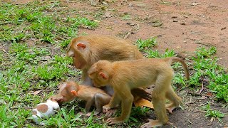 Welcome poppy mate by kissing gently Luno seem carefully comfort mom feel lazy to carry our boy [upl. by Glynnis376]