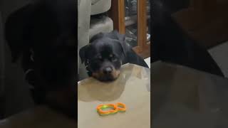 1 Year Old Male Rottweiler Dog Reacts To 2 Months Old Female Rottweiler Puppy  Namitaology Shorts [upl. by Wadell172]