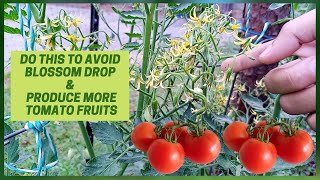 Be The Bees  Quick amp Easy Do It Yourself Tomato Flower Pollination  How To Hand Pollinate Tomatoes [upl. by Orlanta]