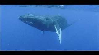 Agressive whale mating behaviour on film  Titans of the Pacific [upl. by Hanikehs]