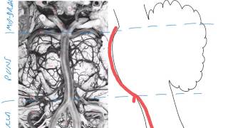 The vertebrobasilar system [upl. by Ahsenroc]