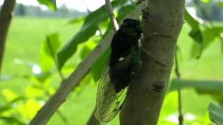 Summer cicada sound and video [upl. by Renzo]