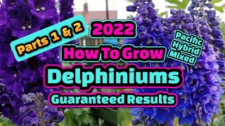 How to sow amp grow Delphiniums part 1 amp 2 [upl. by Anividul]