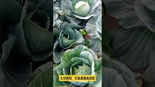 Home GardenBig Cabbages 10kg [upl. by Ardnaeel]