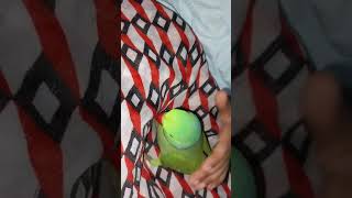 cute parrotSanatan Dharmtrending youtubeshorts parroting perrot babybird cute funny [upl. by Pass437]