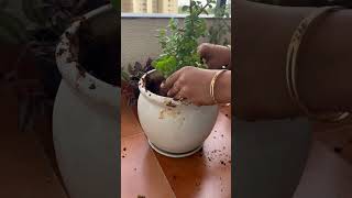 Repotting of jade gardeningtips jade gardeningideas repotting andreplanting ing [upl. by Jelena]