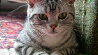 Animal Planet  Cats 101  American Shorthair [upl. by Del]