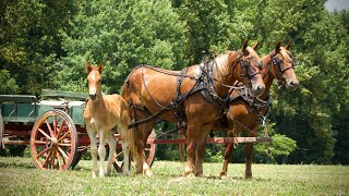 A Horse for Every Budget Suffolk Draft Cross Mare amp Foal Available [upl. by Sterner]