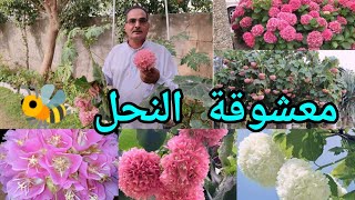 الدومبيا أو الثريا Dombeya اكليل العروس او جرس الزفاف شجيرة مزهرة عطرية وجاذبة للنحل 🐝 جميلة جداً [upl. by Llerrit354]