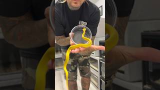 Very Rare YELLOW Insularis Viper 🔥 shorts rare snake [upl. by Aihsened]