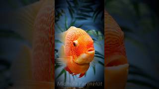 Red Spotted Severum വേണോ guppy  Cichlids  guppy cichlids platy moina shorts short aqua [upl. by Ailbert224]