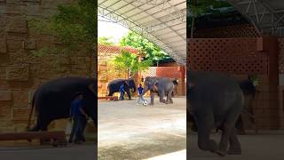 The Most Adorable Elephants Play Ball video funny elephant shorts animals [upl. by Haelam769]