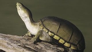 Cuidados y conservación de la tortuga Kinosternon Flavescens [upl. by Yrollam354]