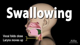 Mechanism of Swallowing Animation in Child model [upl. by Goldfarb]