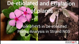 Deetiolation and Etiolation of Plants and role of HY5 in Deetiolated plant Analysis in Strand NGS [upl. by Ahsinrad]